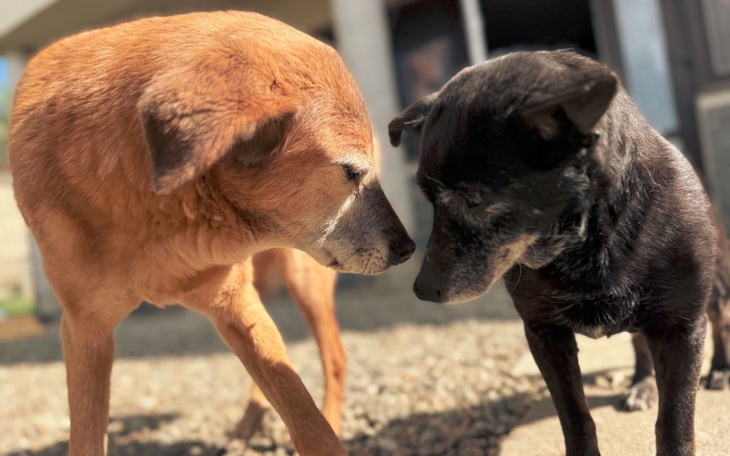Dwa psy zbliżające się do siebie na zewnątrz.