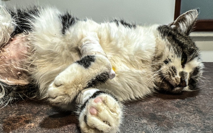 Chory kot leżący na stole, z opatrunkiem na łapie.