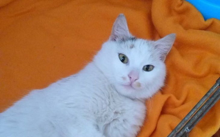 Biały kot leżący na pomarańczowym kocu.