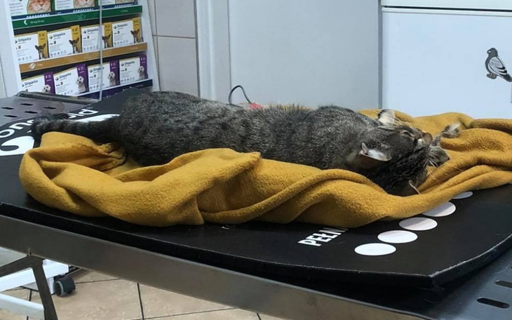 Zbiórka Pomoc dla znalezionego Leonka - zdjęcie główne