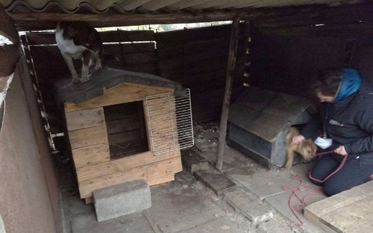 Zbiórka Psy od oprawcy - zdjęcie główne