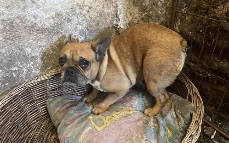 Buldog francuski siedzi na poduszce w zniszczonym pomieszczeniu.