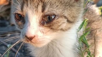 Zbiórka Ratujemy kotki w sierpniu - miniaturka zdjęcia