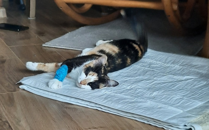 Zbiórka Hania walczy o życie - zdjęcie główne