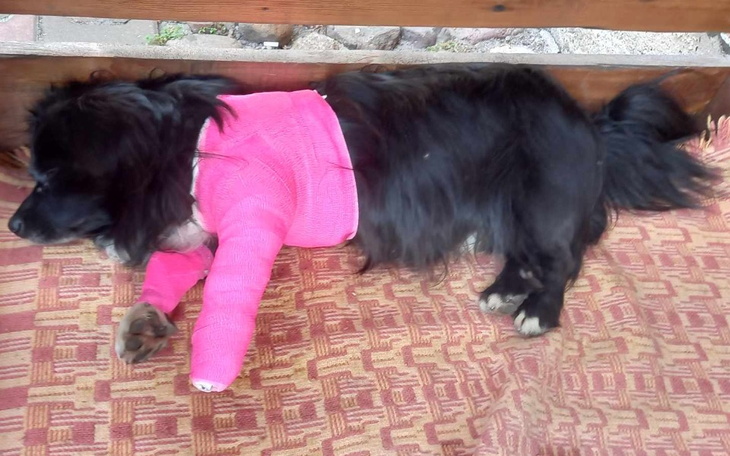 Zbiórka Ratujemy łapę Majora - zdjęcie główne