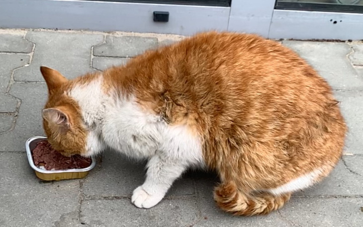 Zbiórka Pomoc dla rudego bezdomniaka - zdjęcie główne