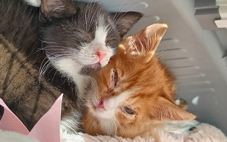 Zbiórka Kolejne chore maluszki - zdjęcie główne