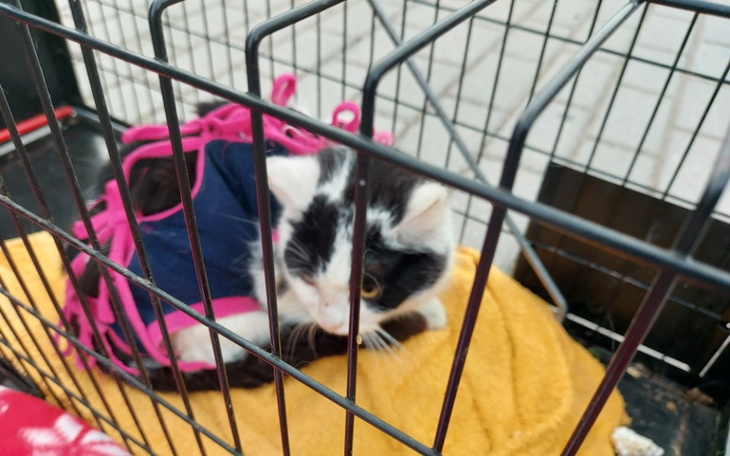 Zbiórka Na utrzymanie kotek po kastracji - zdjęcie główne