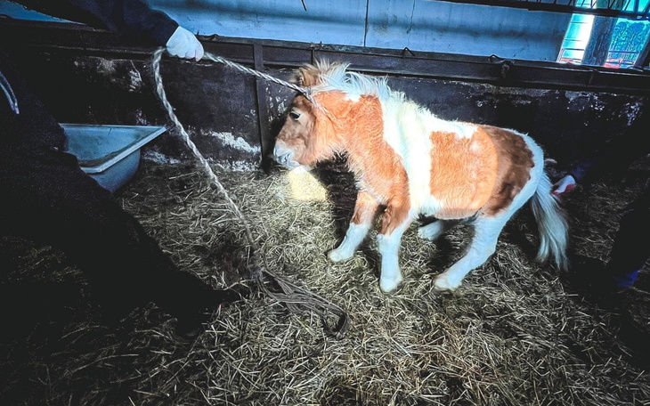 Mały koń prowadzone przez osobę w stajni.