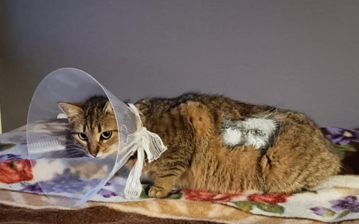 Kot w kołnierzu ochronnym po operacji, leży na kocu.