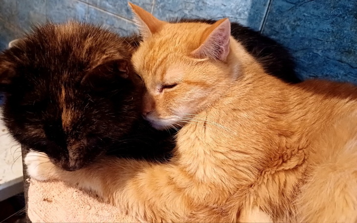 Dwa koty przytulające się do siebie w ciepłym otoczeniu.
