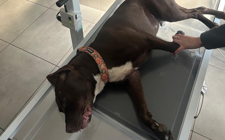 Pies leżący na stole weterynaryjnym, zrelaksowany.