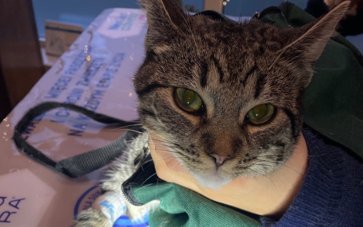 Kot trzymany w rękach, z wyrazem twarzy.