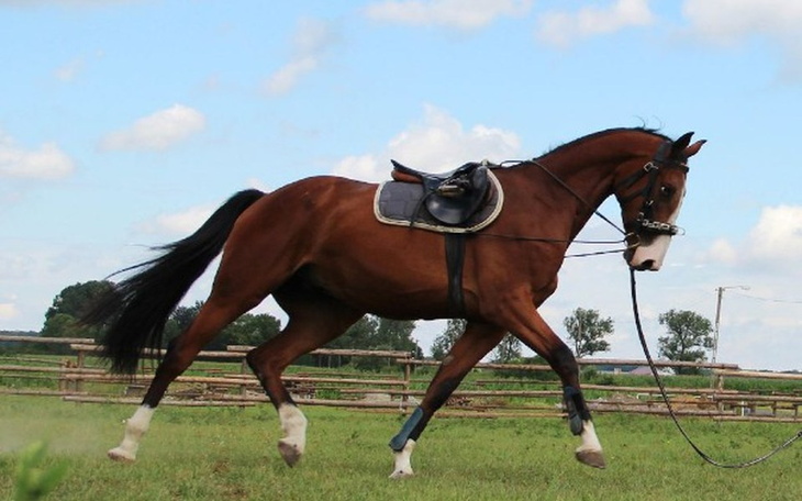 Zbiórka Zbieram na swego pierwszego kon - zdjęcie główne