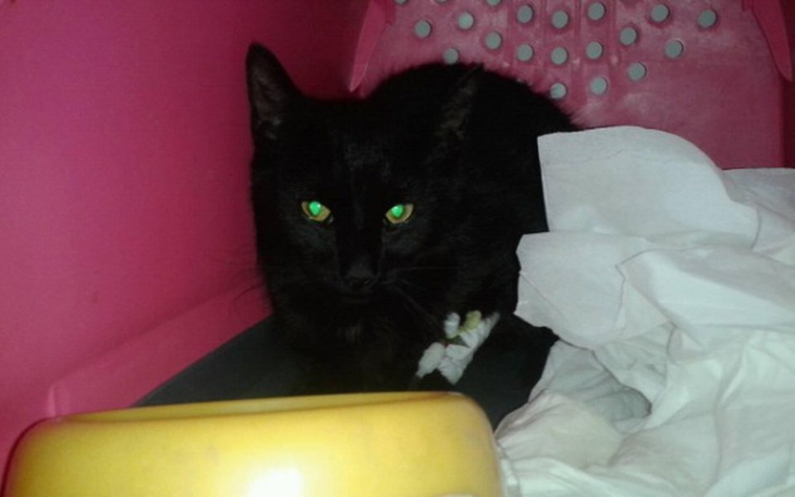 Czarny kot w transporterze, z zielonymi oczami.