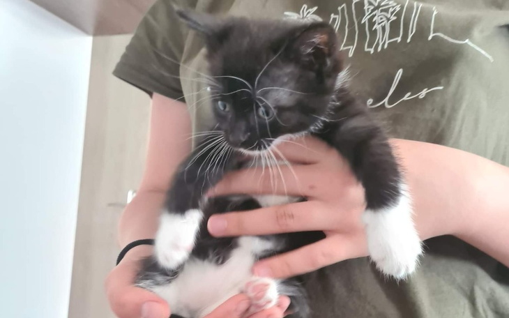 Czarno-białe kocię trzymane w rękach.