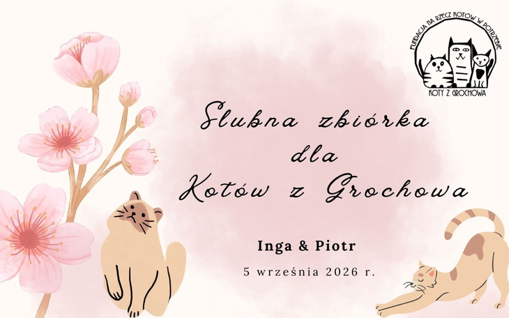 Kotek z zacięciem błotniaka, mlodociany i czarno-biały