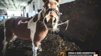 Zbiórka Całuska z wyrokiem ŚMIERCI! - miniaturka zdjęcia