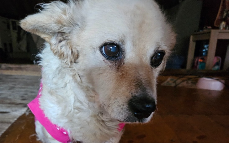 Pies z wyrazem smutku, patrzący w obiektyw.