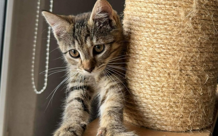 Zbiórka Walka Szekli-zapalenie otrzewnej - zdjęcie główne