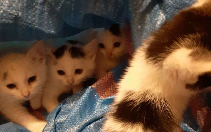 Zbiórka Pomóżmy piątce kocich dzieci. - zdjęcie główne