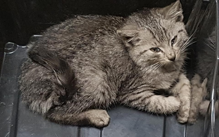 Zbiórka Operacja rannego kociaka. - zdjęcie główne