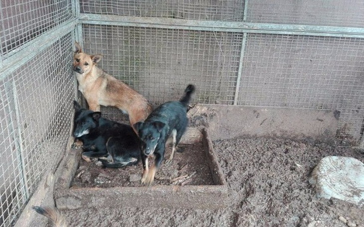 Zbiórka Wyrwać sunie z piekła ! - zdjęcie główne