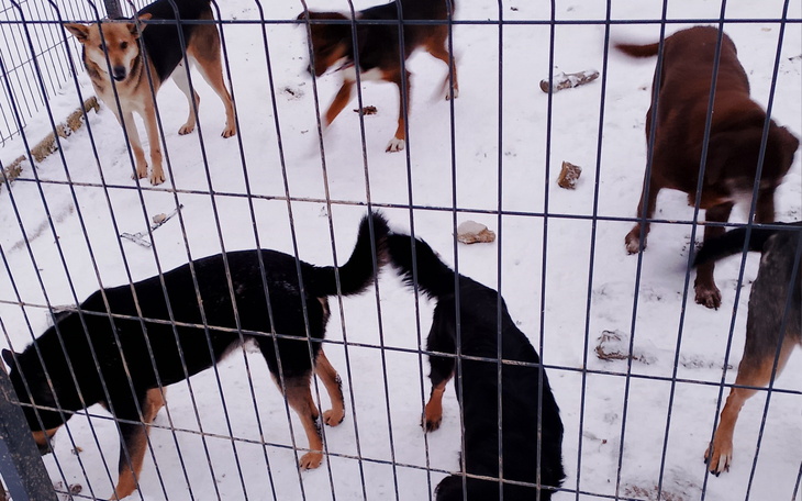 Psy w schronisku, szukające nowych domów.