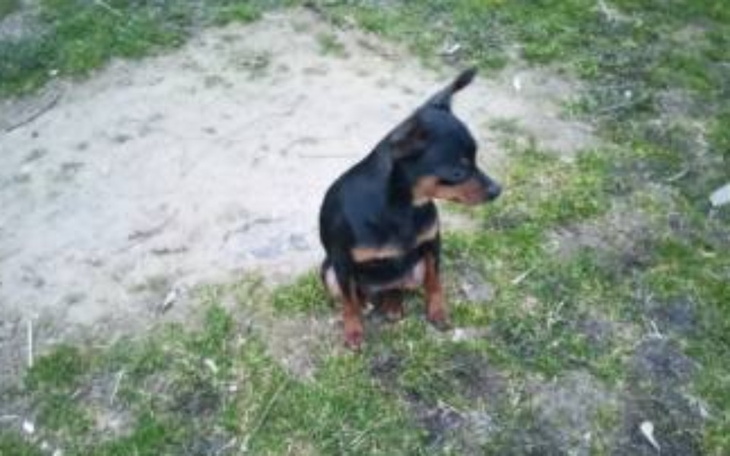 Zbiórka Pomoc dla schorowanej Tosi - zdjęcie główne