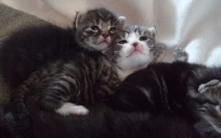 Zbiórka Dla naszych braci mniejszych - zdjęcie główne