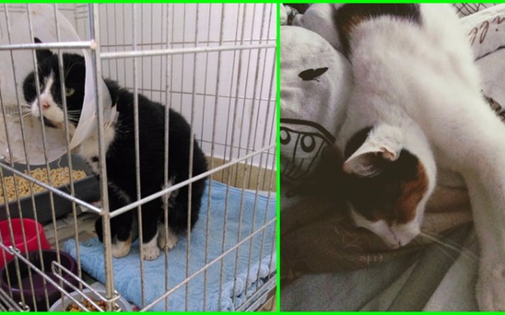 Zbiórka Jedzonko dla Gracji i Maciusia! - zdjęcie główne