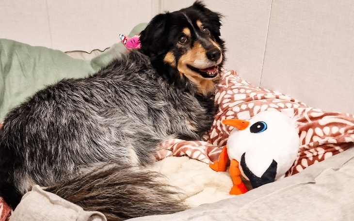 Pies leży na łóżku, uśmiechając się do kamery z zabawką.