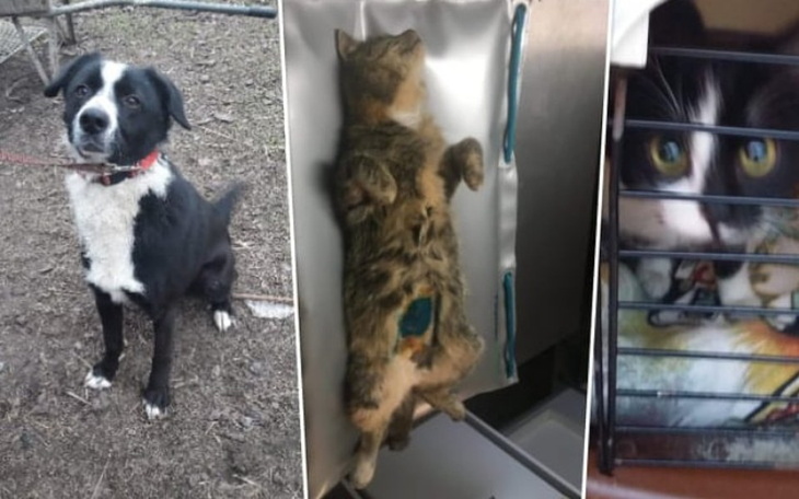 Zbiórka Na ratunek wiejskim podrzutkom - zdjęcie główne