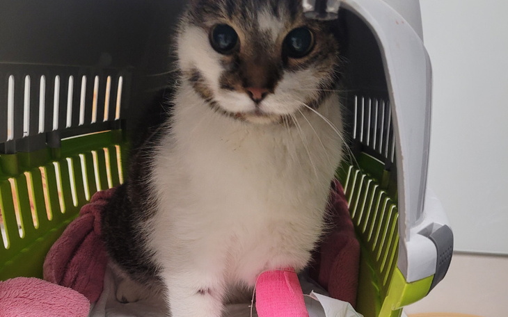 Zbiórka Pomoc dla Lejdi - zdjęcie główne