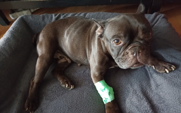 Zbiórka BF Lili walczy o życie - zdjęcie główne