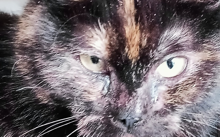 Zbiórka Chora kotka z wioski - zdjęcie główne