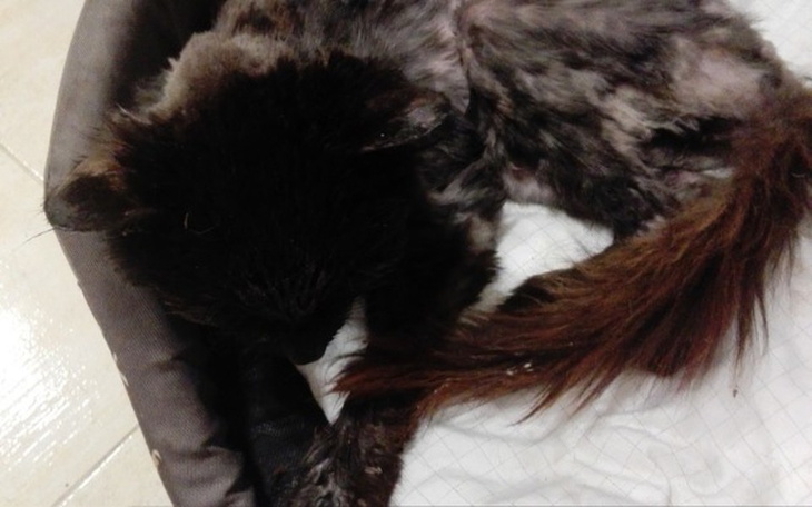 Zbiórka Zbiórka na leczenie tej biedulki - zdjęcie główne