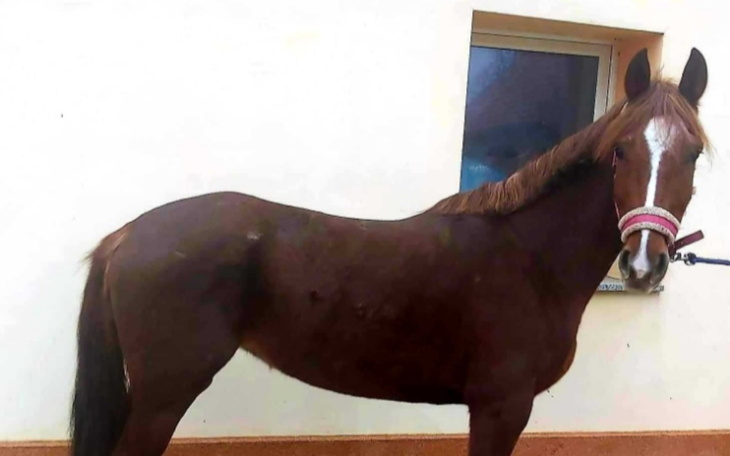 Zbiórka Marzenie się spełni - zdjęcie główne