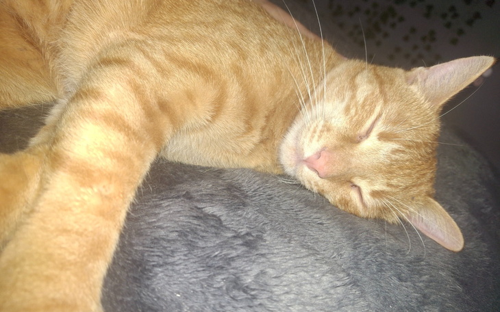 Rudy kot śpi na miękkim kocu, wygląda na zrelaksowanego i szczęśliwego.