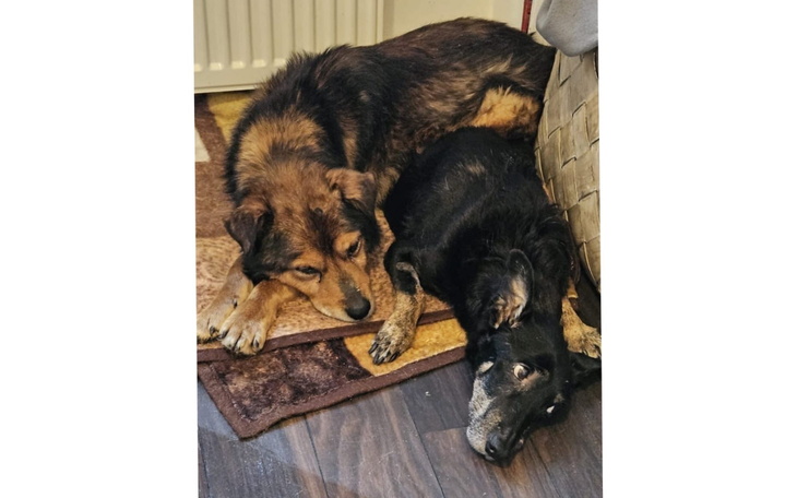 Dwa psy leżące obok siebie na dywanie, wyglądające na zrelaksowane.