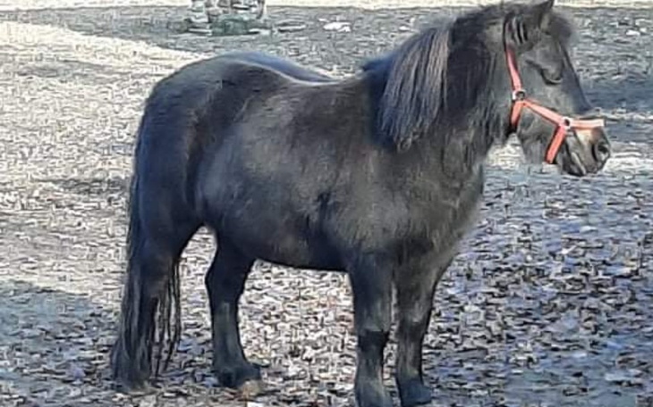 Zbiórka Pomóż mi pomóc - zdjęcie główne