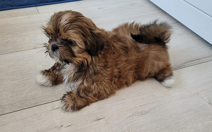 Zbiórka Ratujemy życie małej Szoko - zdjęcie główne