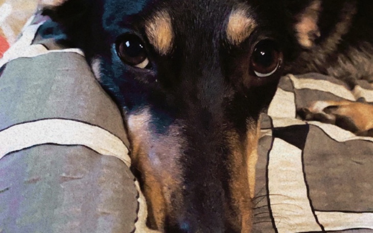 Zbiórka Zbiórka dla psiaków na zimę - zdjęcie główne