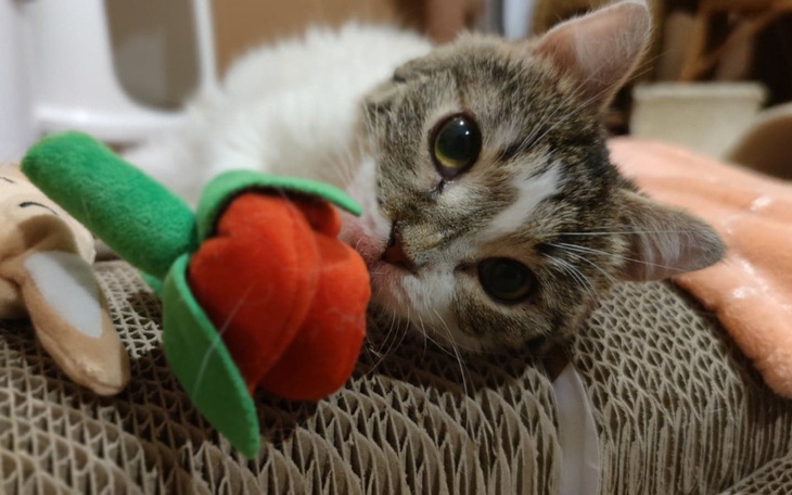 Zbiórka Dla Gryzi na urodziny - zdjęcie główne