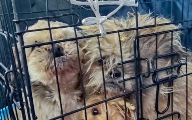 Zbiórka Shih tzu ofiary pseudo - zdjęcie główne