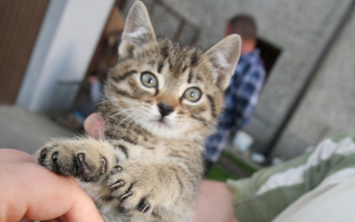 Zbiórka Zbiórka na karmę dla kotków - zdjęcie główne