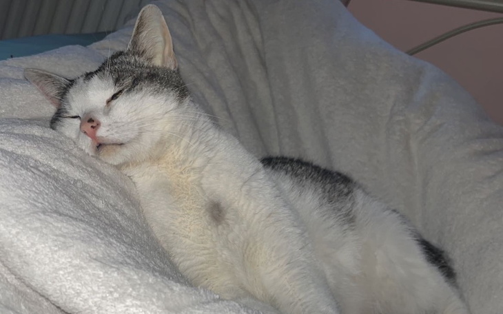 Zbiórka Leczenia Atka FIP - zdjęcie główne