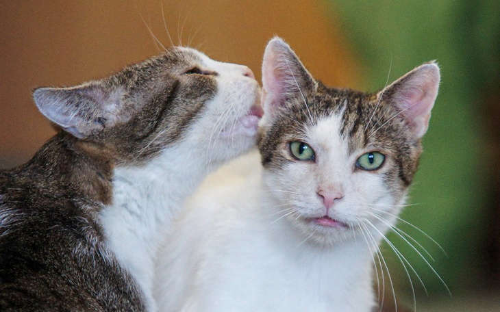 Zbiórka Mruczarnia sierpień - zdjęcie główne