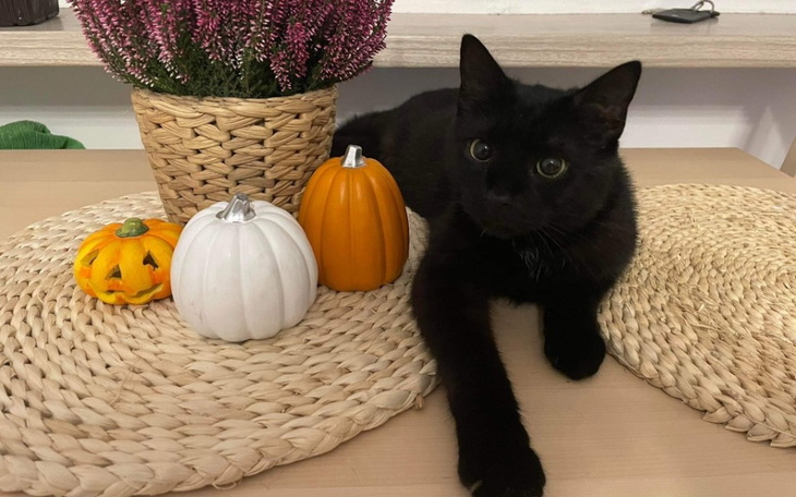 Zbiórka Ekstrakcja zębów u naszej kotki - zdjęcie główne