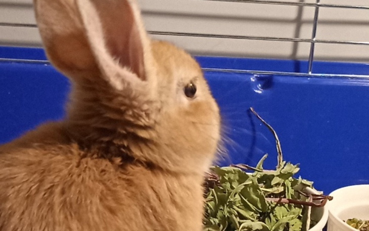 Zbiórka królik potrzebnie rzeczy - zdjęcie główne